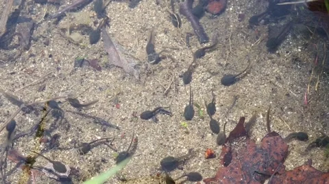 Tadpoles in a shallow pond in the spring Stock Footage 49699074