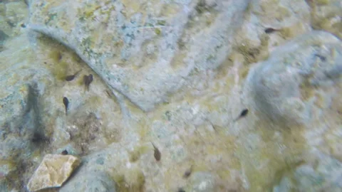 Tadpoles in a Shallow River Vidéo 277559890