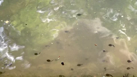 Tadpoles in Shallow Water Stock Footage 334715534