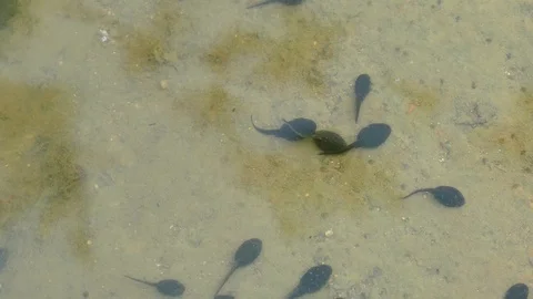 Tadpoles of smooth newt Stock Footage 130028161