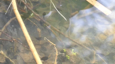 Tadpoles of smooth newth Stock Footage 130076683