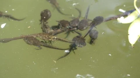 Tadpoles in the spring Stock Photos