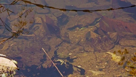Tadpoles Swarm Stock-Footage 156493265