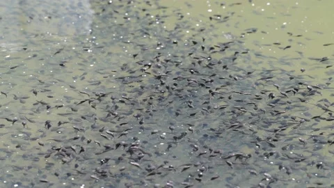 Tadpoles swarming at the surface of a pond Stock Footage 213973079