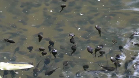 Tadpoles swarming at the surface of a pond Stock Footage 213973097