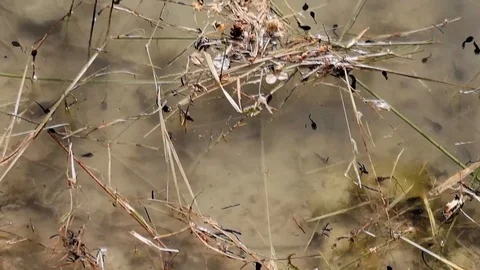 Tadpoles swim as in a dance in the waters of Lake Acero (Calabria). Stock Footage