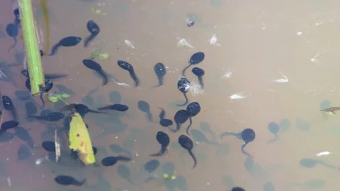 Tadpoles swimming Stock Footage 282727792
