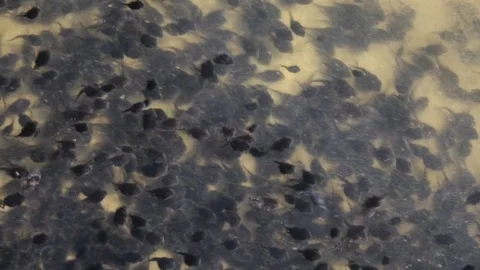 Tadpoles in a tributary of the Amazonas River Stock Footage 77195690