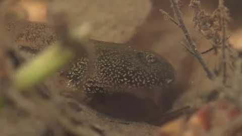 Tadpoles under water in spring Stock Footage 272796207
