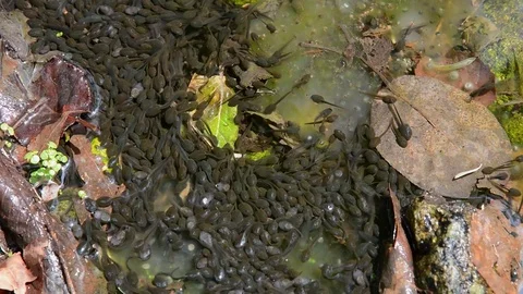 Tadpoles in water Stock Footage 103305810