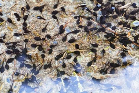 Tadpoles in water Free Stock Photos