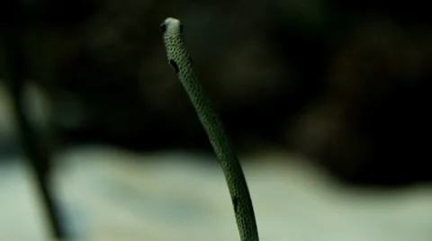 Taenioconger hassi, Garden eel Stock Footage 36332976