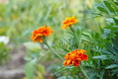Tagetes with blurred same flowers in the background. Stock Photos