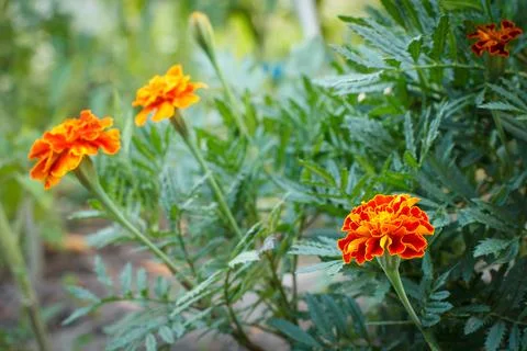 Tagetes with blurred same flowers in the background. Stock Photos