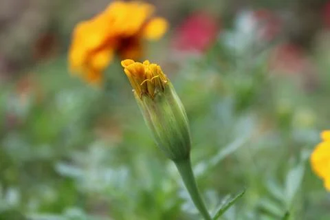 Tagetes erecta, Aztec marigold or Mexican marigold Stock Photos