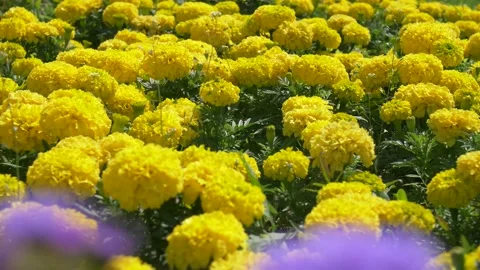 Tagetes erecta Stock Footage 134284823