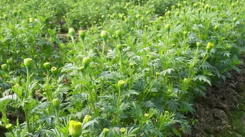 Tagetes erecta Видео 332583651
