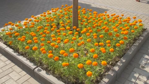 Tagetes Erecta Grow Next to a Tree in a Square Lawn Stock Footage 134285698