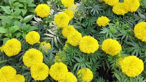 Tagetes erecta or marigold flower blooming in garden Stock Footage 305683089
