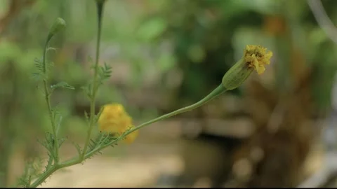 Tagetes flower Stock Footage 252812847