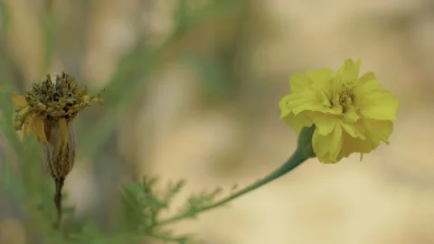Tagetes flower 動画素材 252812851