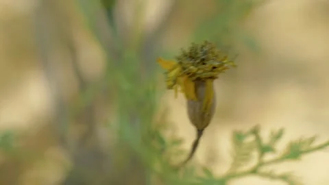 Tagetes flower Stock Footage 252812887