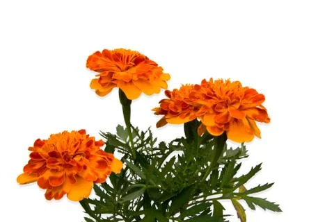 Tagetes flower Stock Photos