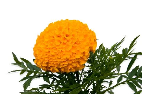 Tagetes flower Stock Photos