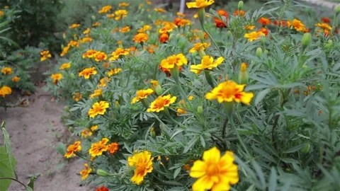 Tagetes flowers Stock Footage 81246930