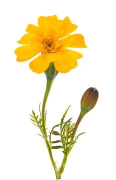 Tagetes flowes Stock Photos
