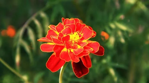 Tagetes Vídeo Stock 8606638