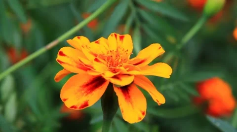 Tagetes Video stock 8607456