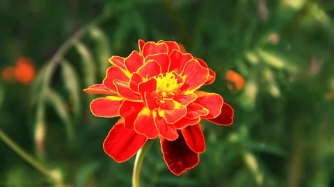 Tagetes Stock Footage 100665048