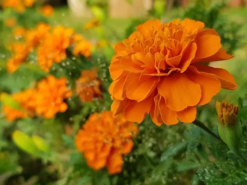 Tagetes patula french marigold flower grown in garden Stock Photos