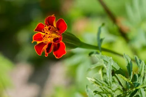 Tagetes patula Stock Photos