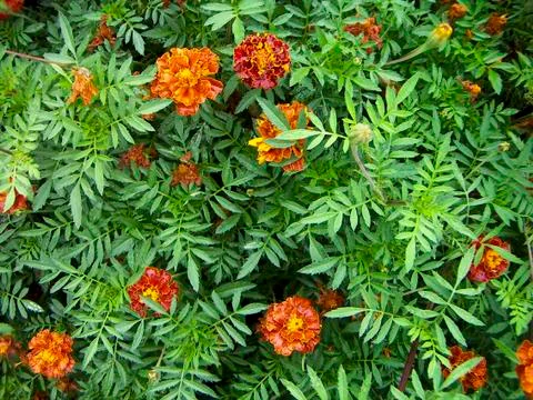 Tagetes Stock Photos