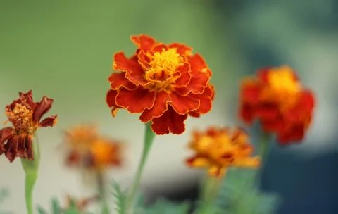 Tagetes Stockfoto's