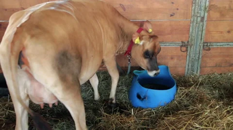 Tagged Brown Cow Drinking Stock Footage 64143519