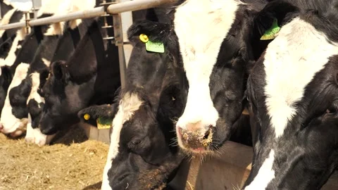 Tagged calves staring at camera. Cows eating hay Stock Footage 138565666
