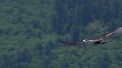 Tagged condor soaring over green forested mountain Stock Footage 344088170