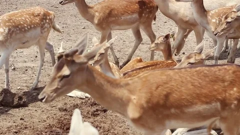 Tagged Fallow Deer in captivity in enclosure on sunny summer day Stock Footage 77370788