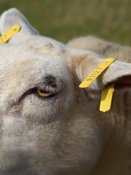 Tagged sheep Stock Photos