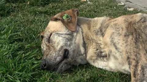 Tagged stray dog sleeping peacefully on green grass 스톡 동영상 342741189