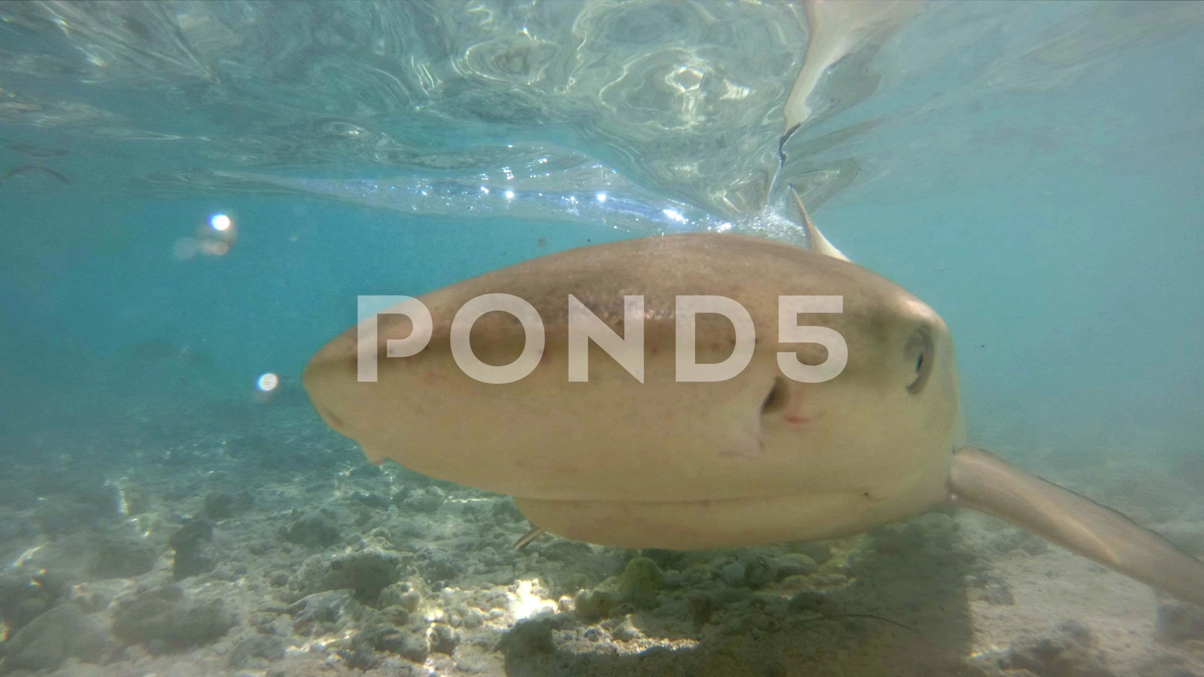Black Tipped Reef Sharks In Tahiti