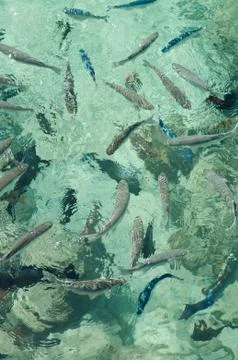 Tahiti fish Stock Photos