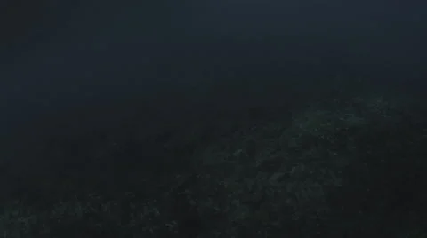 Tahiti Underwater Stock Footage 44178337