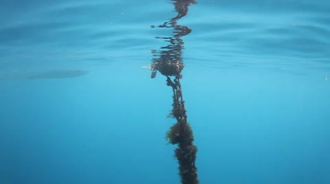 Tahitian Buoy Video stock 44187313