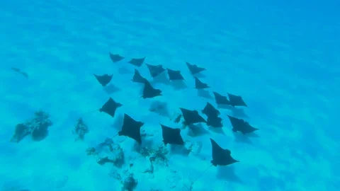 A Tahitian eagle stingray swims in shallow water in a beautiful lagoon Stock Footage 95157984