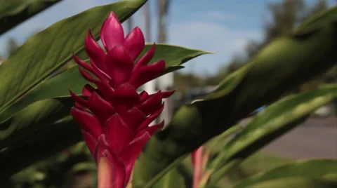 Tahitian flower Stock Footage 44181094