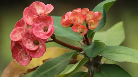 Tahitian flower Stock Footage 44185569